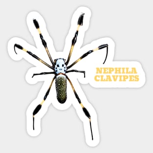 NEPHILA CLAVIPES Sticker